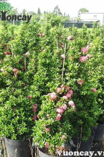 Cây hoa Trang dáng thông cao 0,8 - 0,9 m