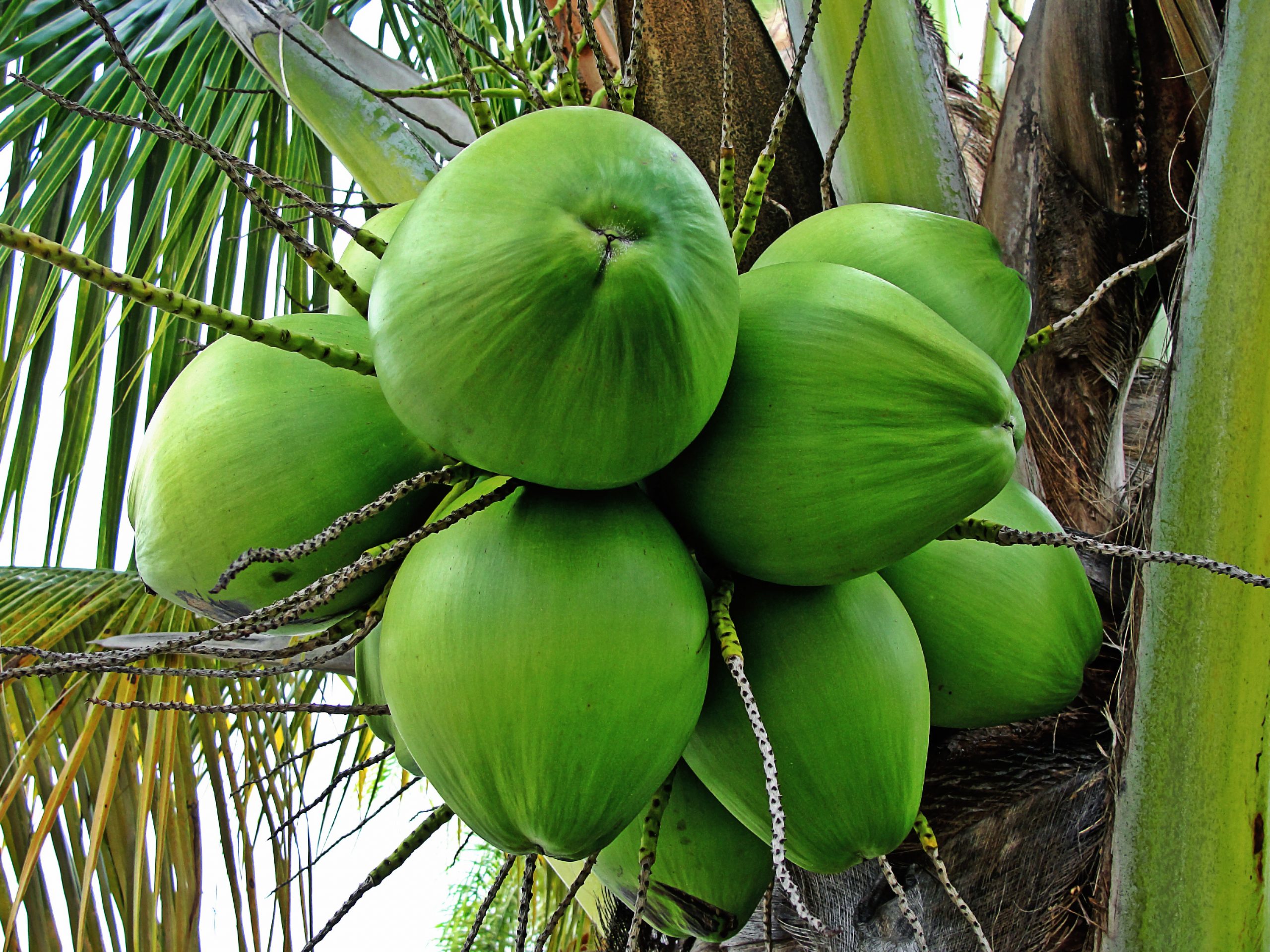 Giá cây dừa rẻ nên được ứng dụng nhiều ở Việt Nam