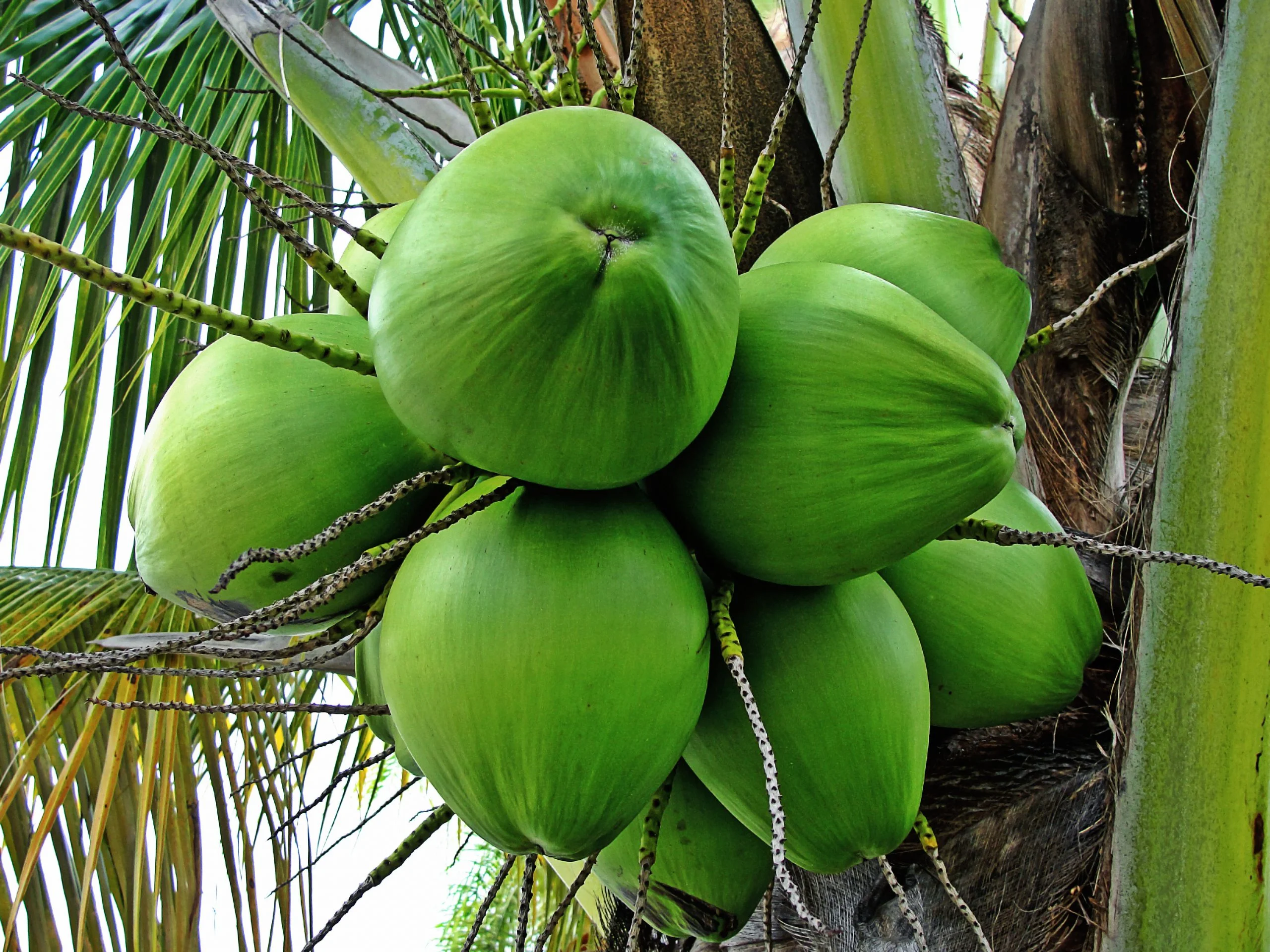Báo Giá Cây Dừa Cảnh? Giá Cây Dừa Công Trình Rẻ đẹp - Vườn Cây