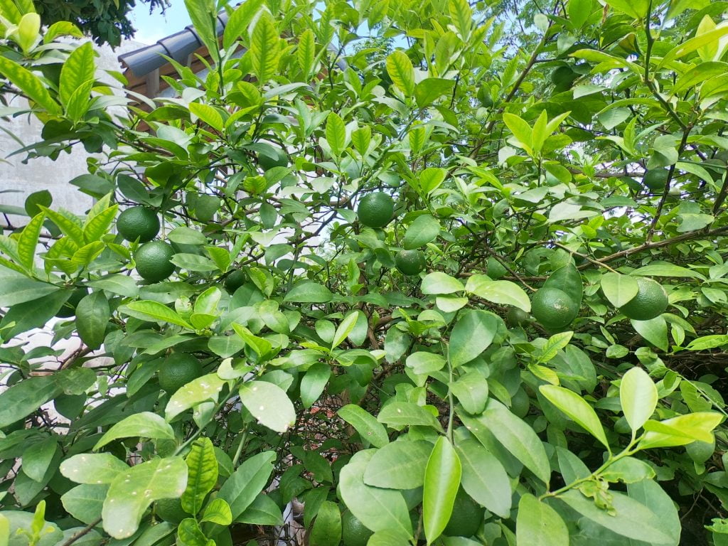 Hình ảnh cây chanh trồng trên sân thượng