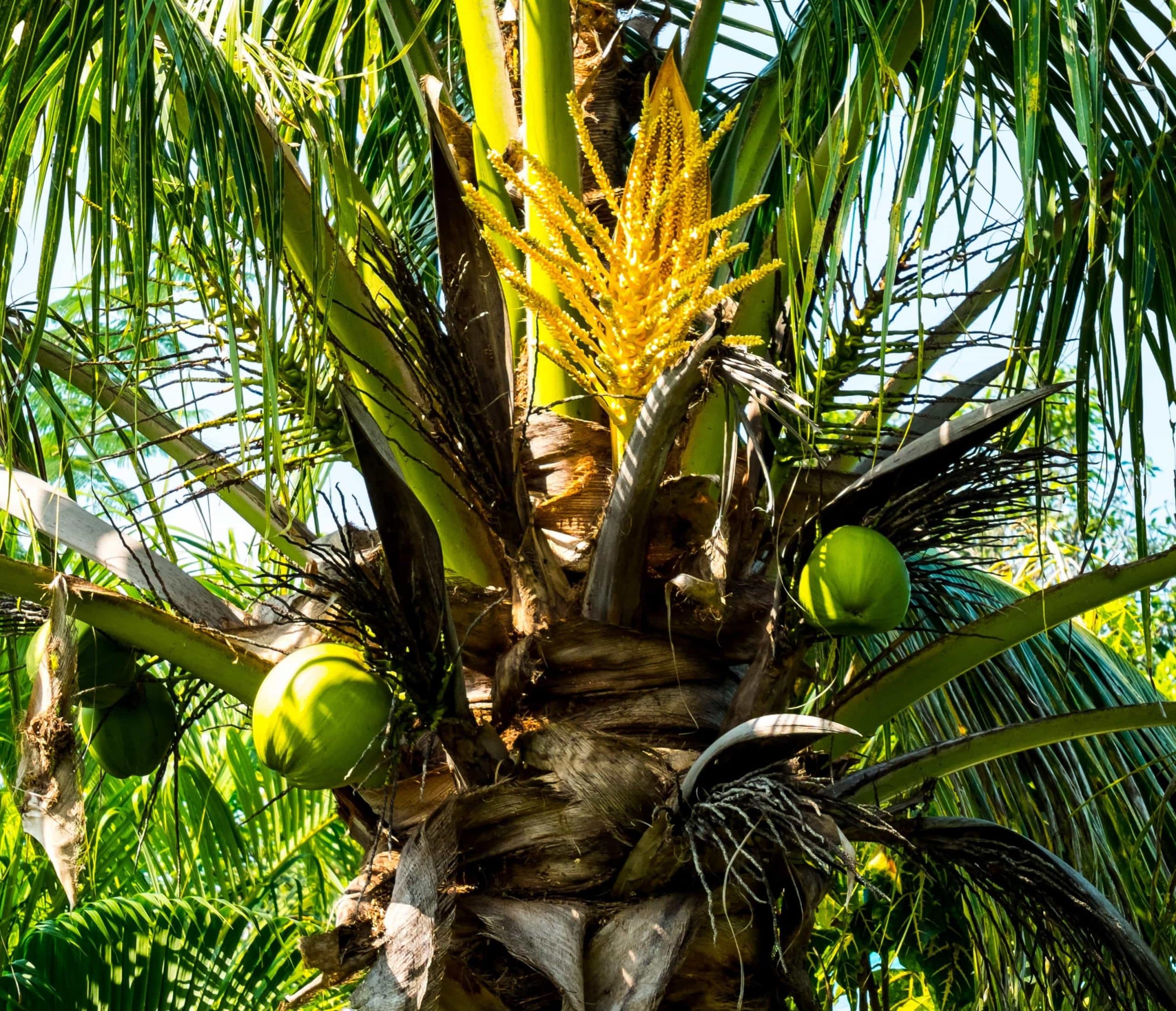Cây dừa được ứng dụng ở nhiều mặt như thủ công, thực phẩm