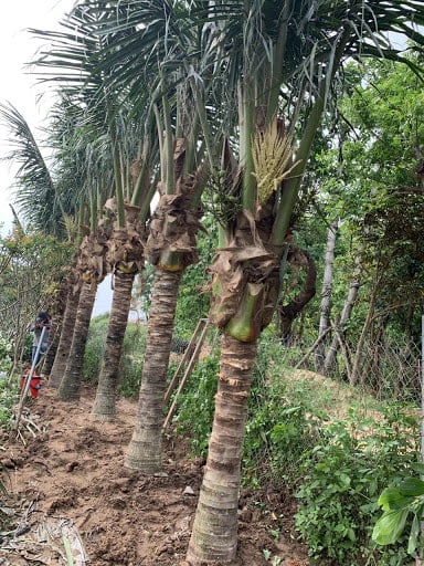 Hình ảnh cây dừa quen thuộc tại làng quê