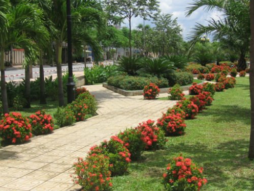 Cây trang thái thường được dùng để trồng viền tại các công trình