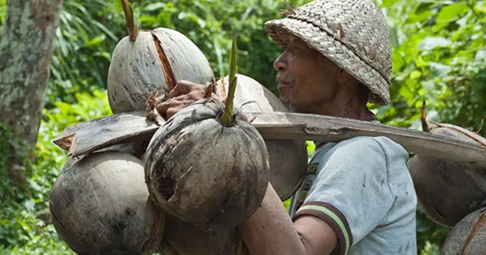 Cần chăm sóc cây dừa thường xuyên