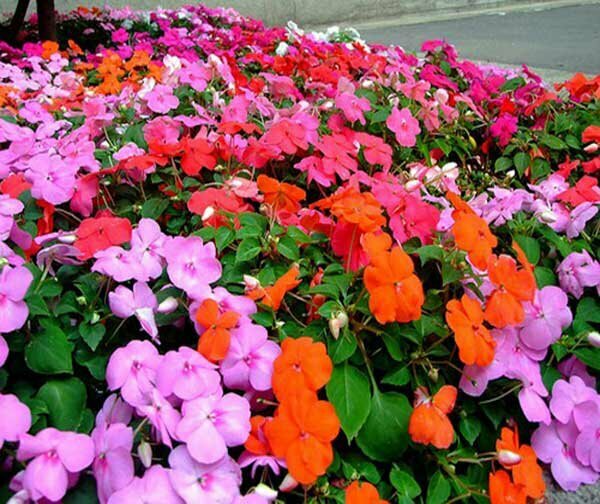 Trồng nhiều loại hoa để sân vườn rực rỡ quanh năm
