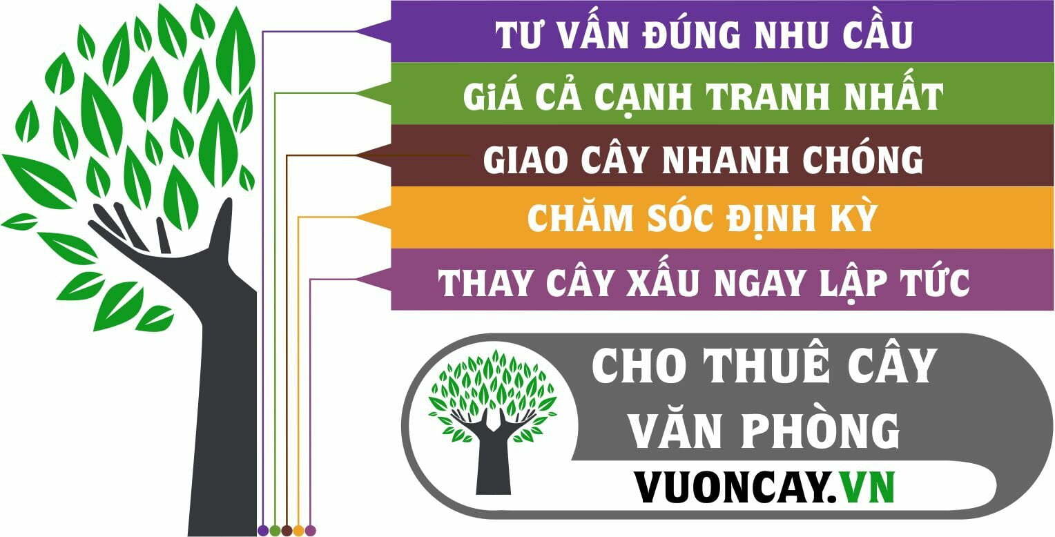Dịch Vụ Cho Thuê Cây Cảnh Văn Phòng Tại Vuoncay.vn