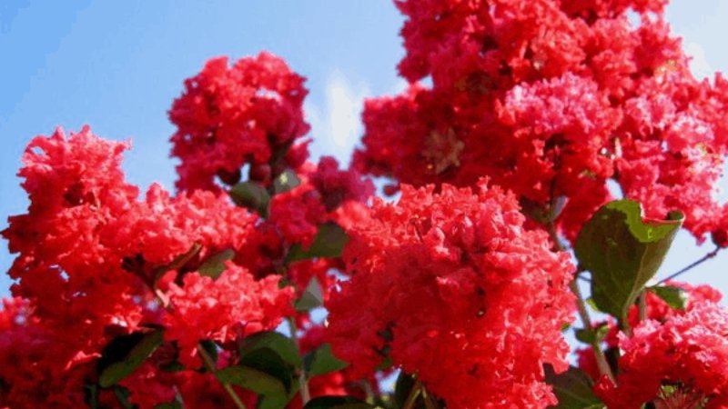 Giá cây hoa tường vi màu Hồng, Đỏ, Trắng nhiều kích thước