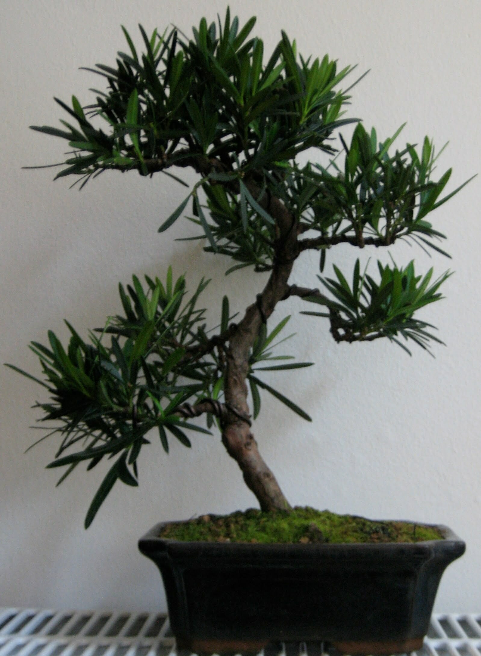 Uốn tùng vạn niên bonsai cần có kỹ thuật