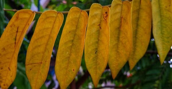 Có nhiều nguyên nhân khiết cây khế ngọt bị vàng lá