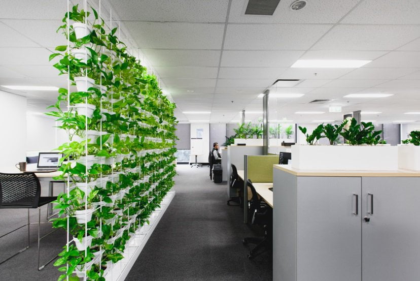 Cho thuê cây xanh văn phòng cho thuê cây văn phòng