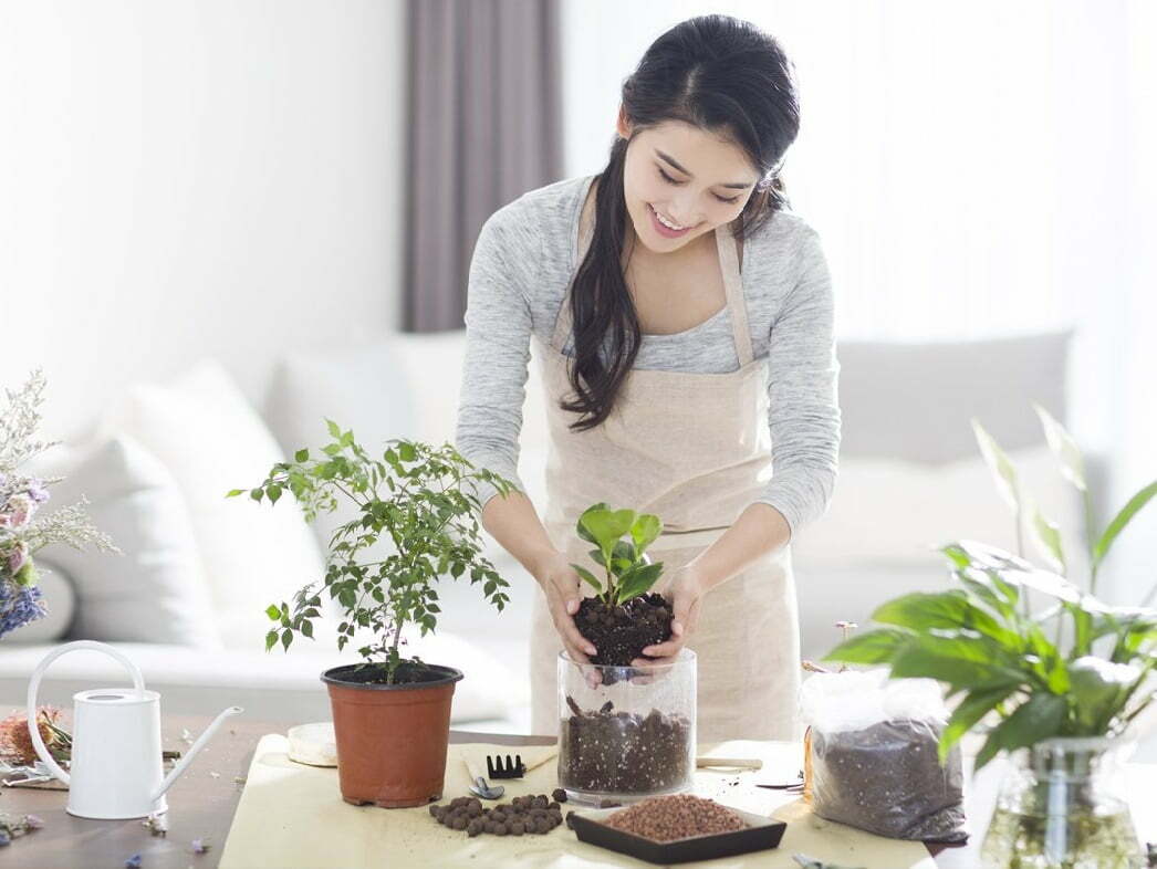 5 Lý do khiến cây trồng trong nhà bị sâu bệnh hoặc phát triển không tốt
