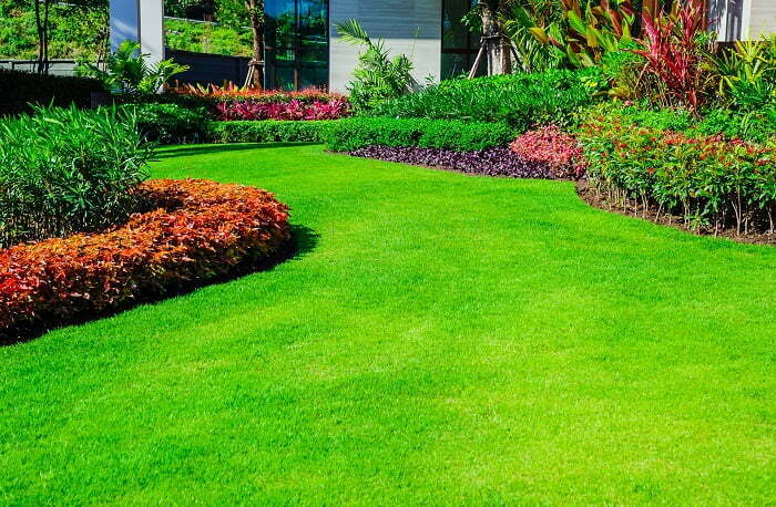Những loại cỏ phù hợp làm đồi cỏ sân vườn
