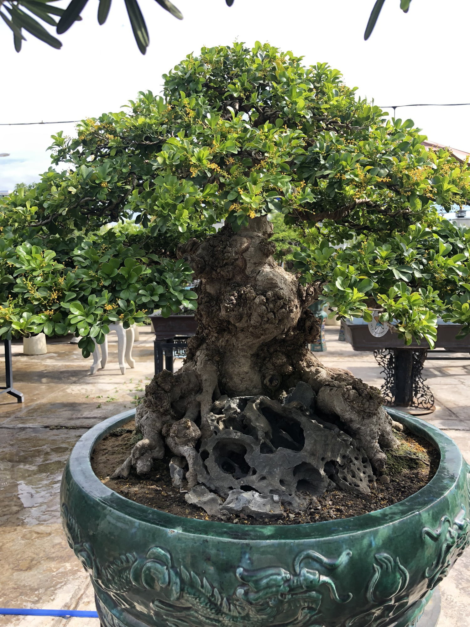 Cây nhãn bonsai - cây trồng sân vườn biệt thự