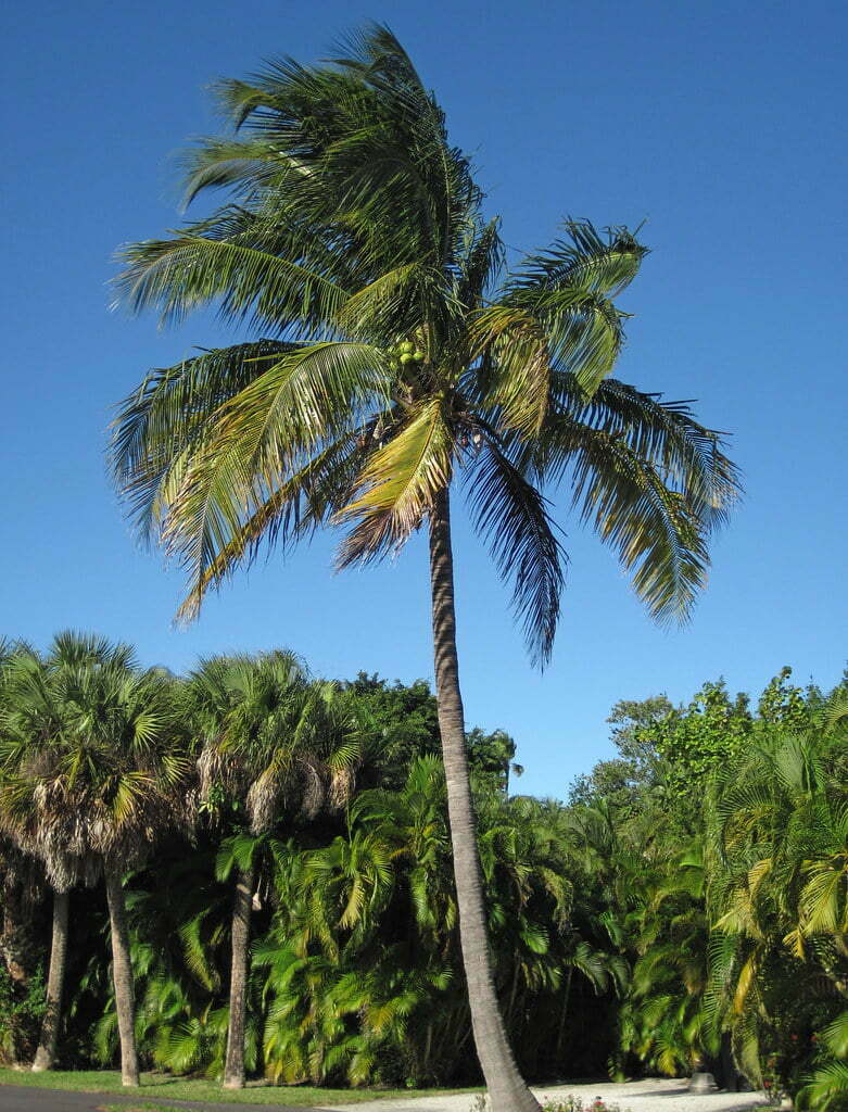 Hình ảnh cây dừa