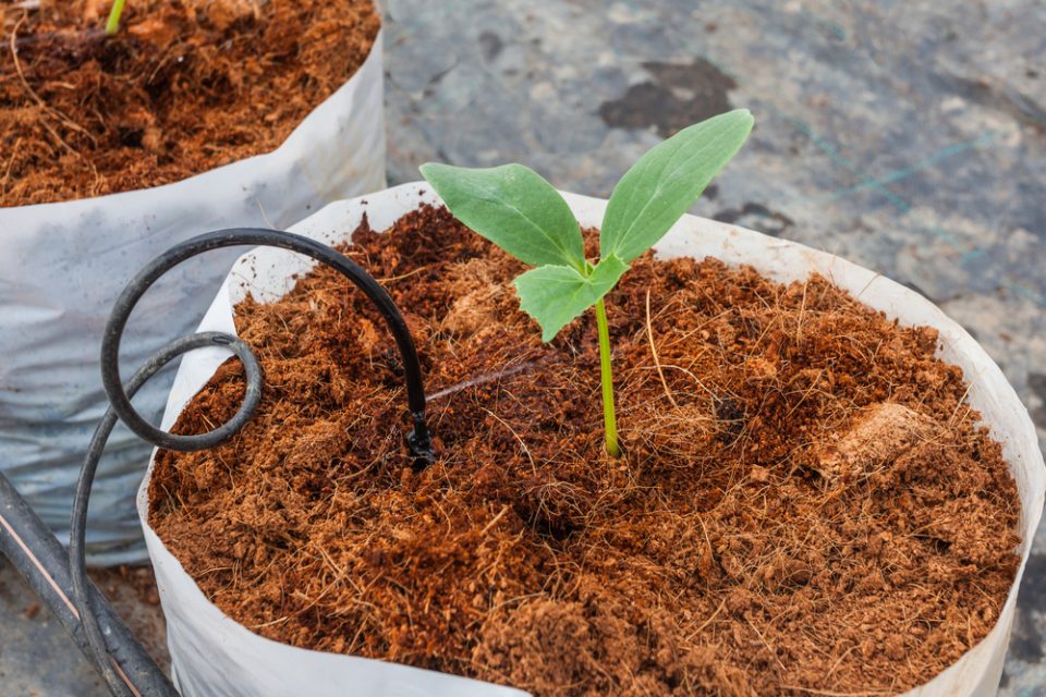 Công dụng của xơ dừa trong việc trồng và chăm sóc cây xanh