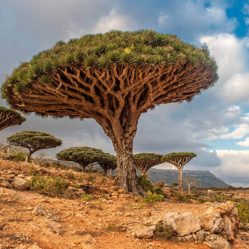 Hình ảnh cây phát tài núi trên sa mạc