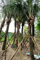 cây dừa lóng 3m