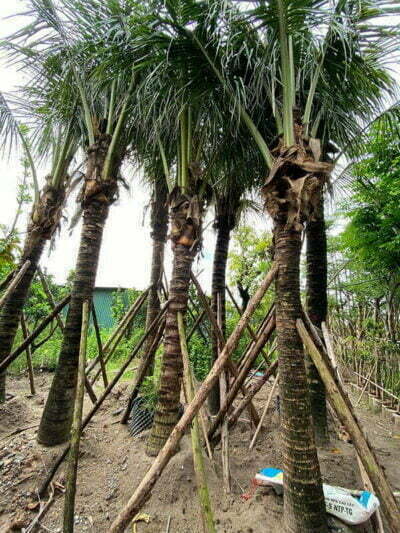cây dừa lóng 3m