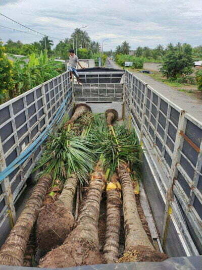 cây dừa lóng cao 3m