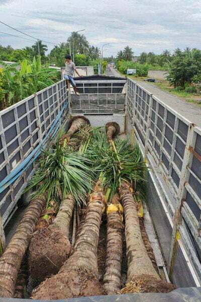 cây dừa lóng cao 3m