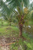 cây dừa lóng cao 1.5m