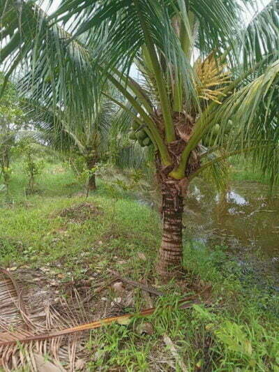 cây dừa lóng cao 1.5m