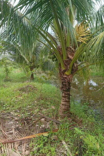 Báo Giá Cây Dừa Cảnh? Giá Cây Dừa Công Trình Rẻ Đẹp - Vườn Cây