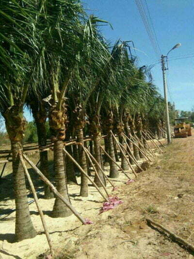 cây dừa lóng cao 2m