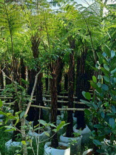 cây dừa lóng cao 2m