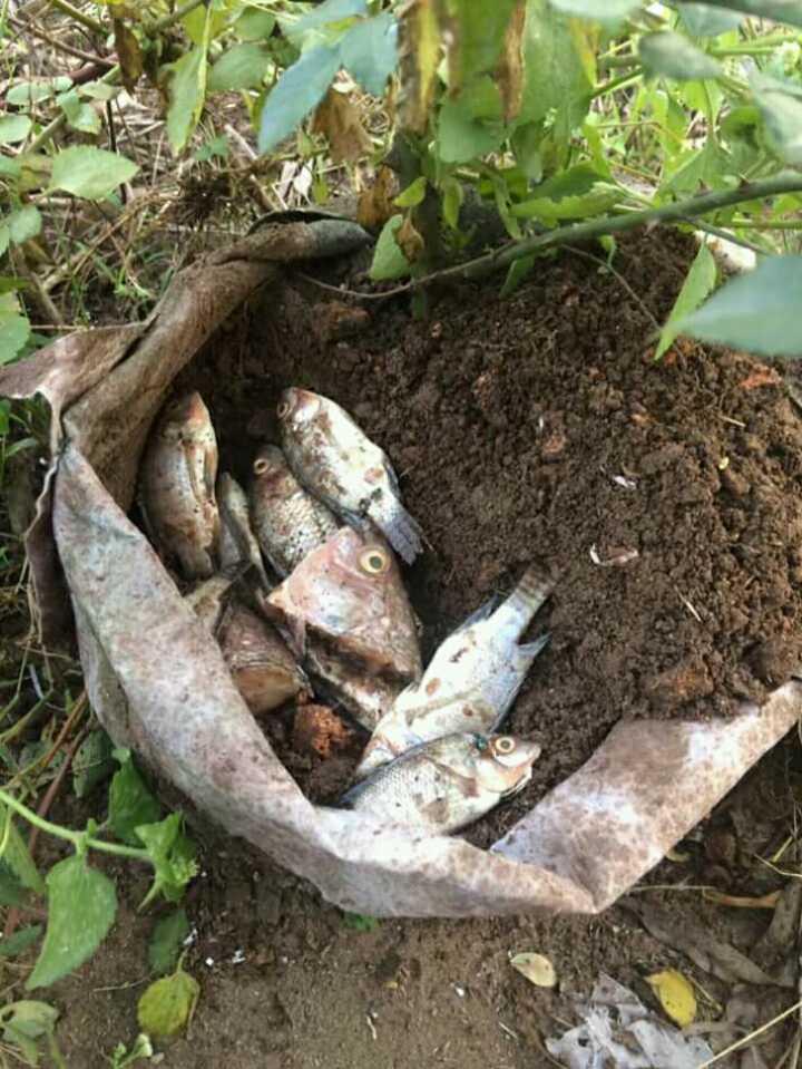 Cách ủ phân cá đơn giản nhất thích hợp bón nhiều cây trồng