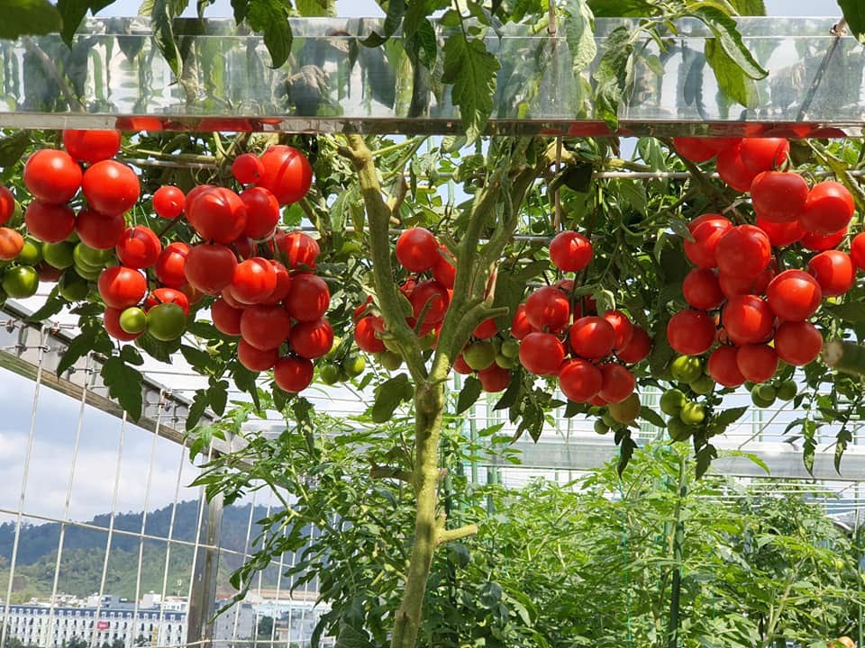 Trồng cà chua trên sân thượng