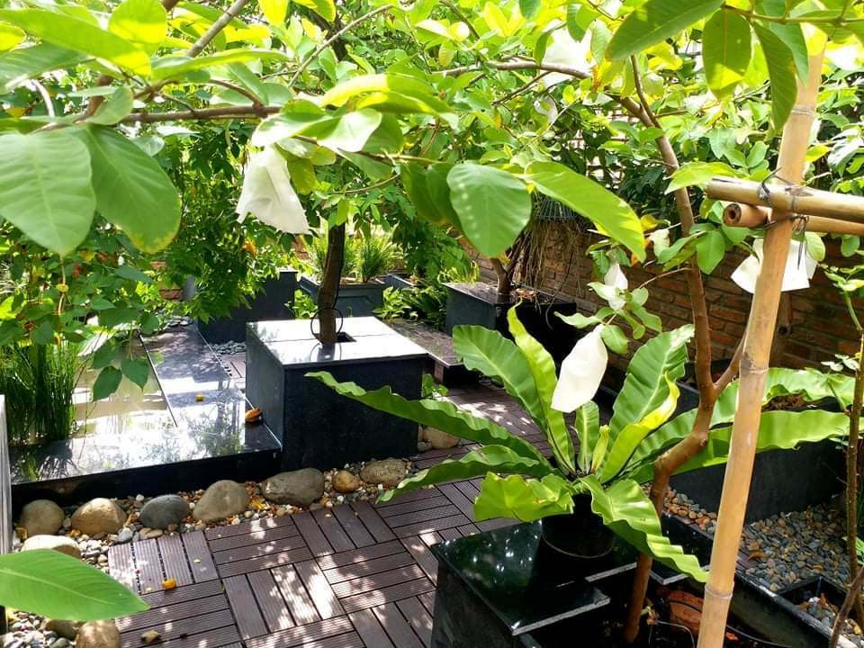 Vườn cây ăn quả trồng chậu trên sân thượng