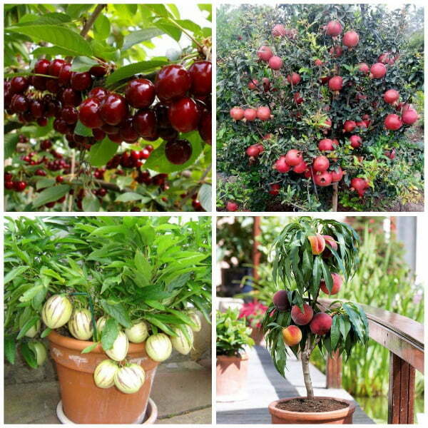 Vườn cây ăn quả cho trái quanh năm