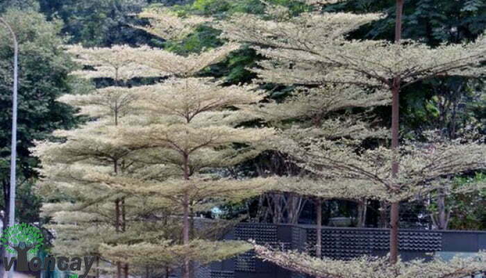 Hình ảnh cây bàng Nhật