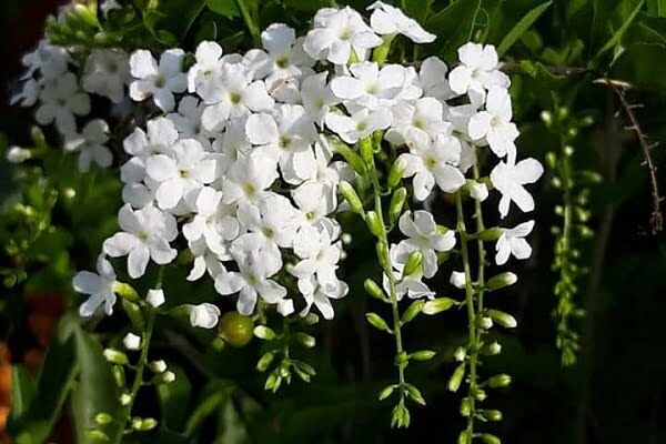 cây chuỗi ngọc có hoa màu trắng