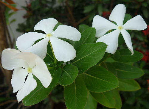 Cây dừa cạn trắng cho hoa màu trắng