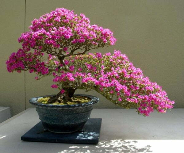 cây bonsai mini để bàn hoa đỗ quyên
