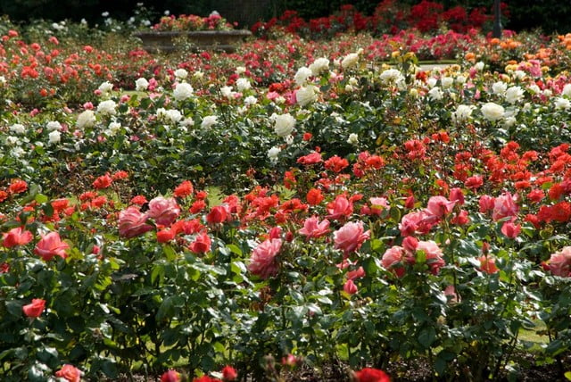 Cây hoa hồng trồng sân vườn biệt thụ