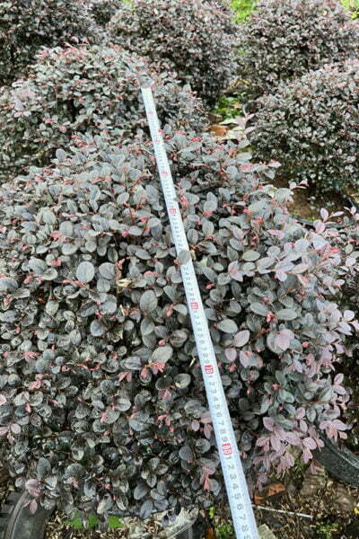 Cây hồng nhung Tán cây rộng 70 - 80 cm