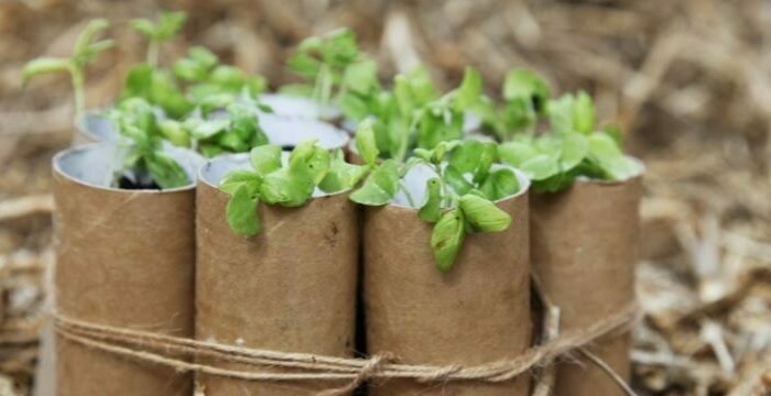 Gieo hạt trong lõi giấy vệ sinh khi trồng rau