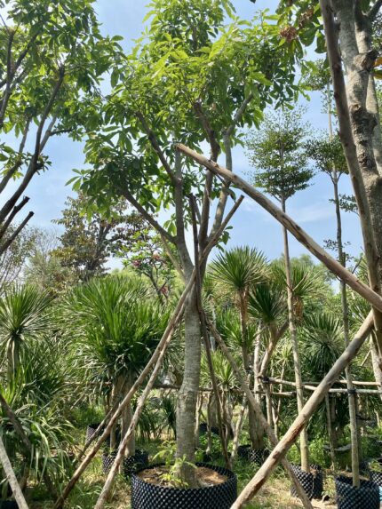 Cây lộc vừng cao 5m