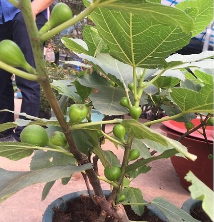 cây ăn trái trồng chậu