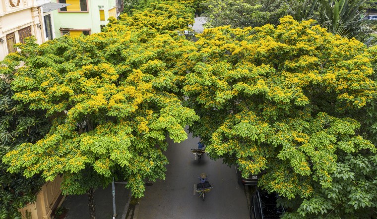 Cây giáng hương thích hợp trồng ở các công trình đô thị