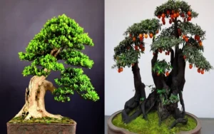 cây bonsai 2