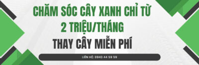 Dịch Vụ Chăm Sóc Cây Xanh Chỉ 2 triệu/tháng