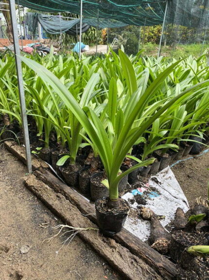 Cây Bạch Trinh Biển cao 30 - 40 cm - Giá Sỉ