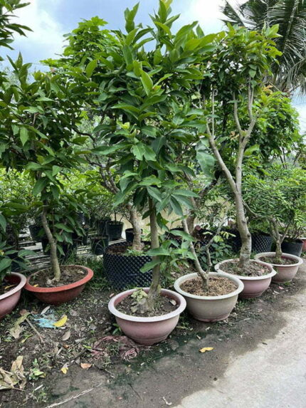 Cây Mận An Phước Cao 2 - 2,5m