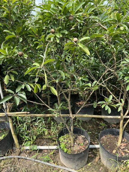 Cây Sapoche cao 1,5 - 1,8m