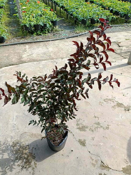 Cây Tường Vi Huyết Long cao 50 - 60 cm - Giá Sỉ
