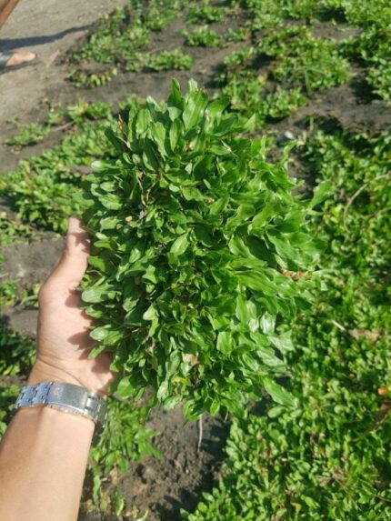 Cỏ Lá Gừng Thái Lan - Cách Trồng Và Chăm Sóc